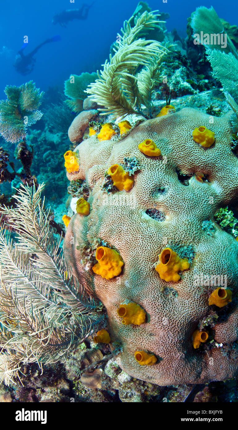 Calcareous sponges growing on brain coral deep boring Stock Photo
