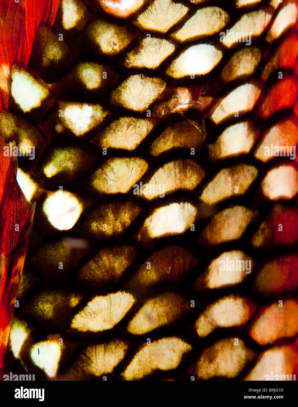 Scales of Parrot fish at night on coral reef Stock Photo Alamy