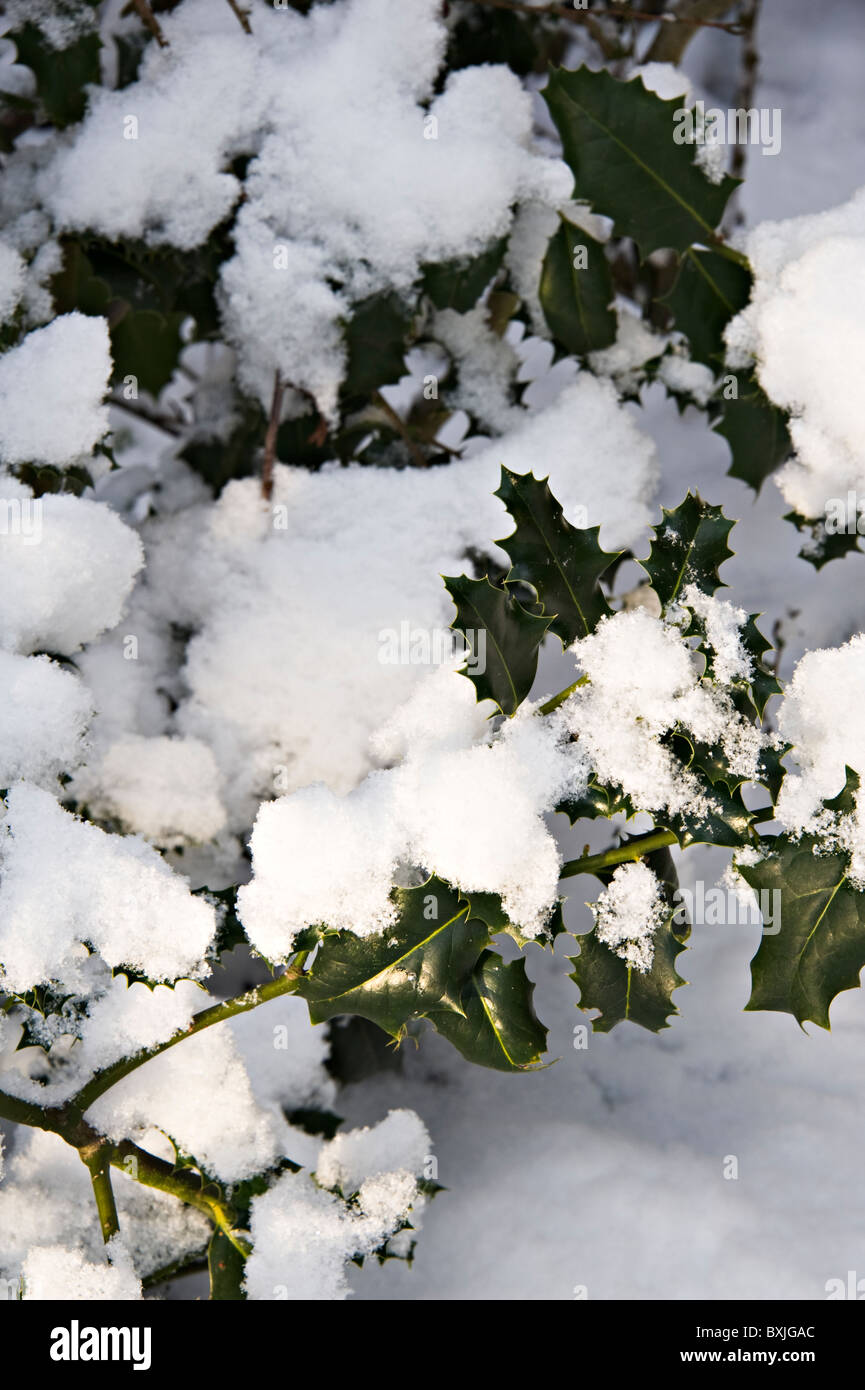Holly bush covered in snow hires stock photography and images Alamy
