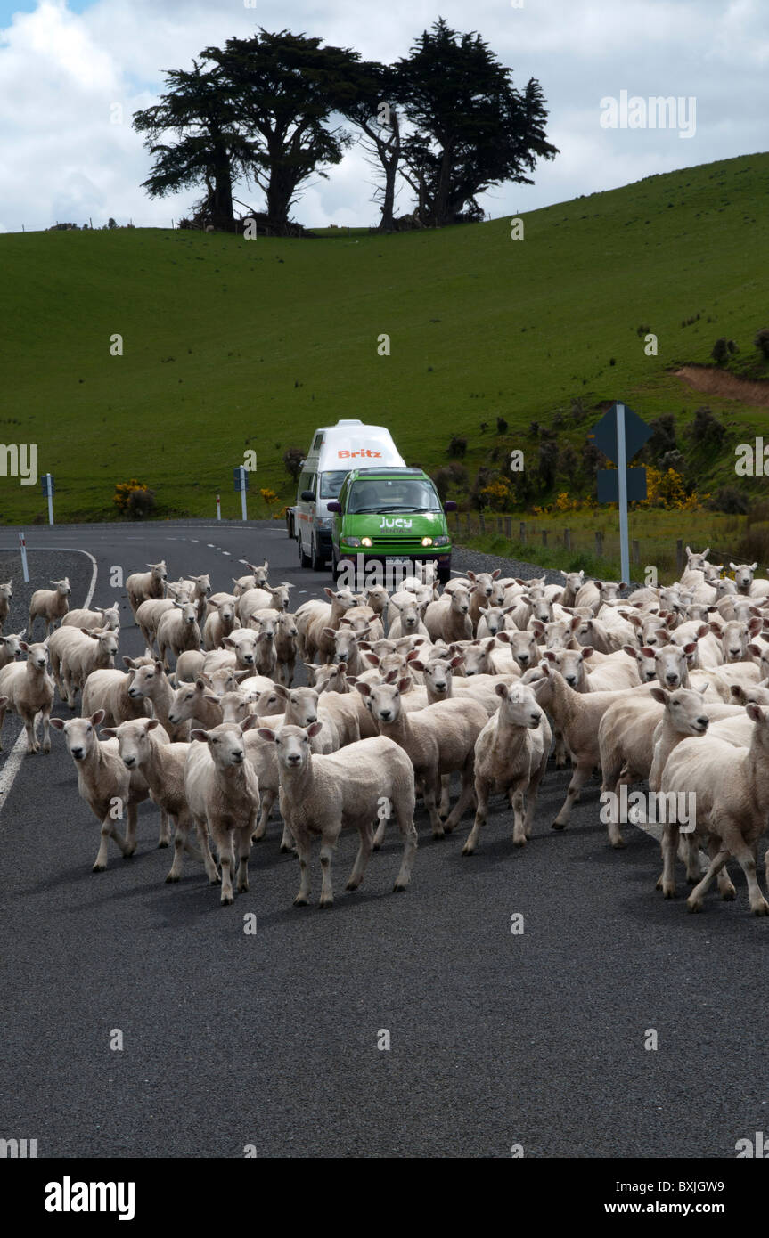 Sheep strolling along a countryside road in the Catlins of New Zealand Schafherde auf einer Straße in den Catlins auf Neuseeland Stock Photo