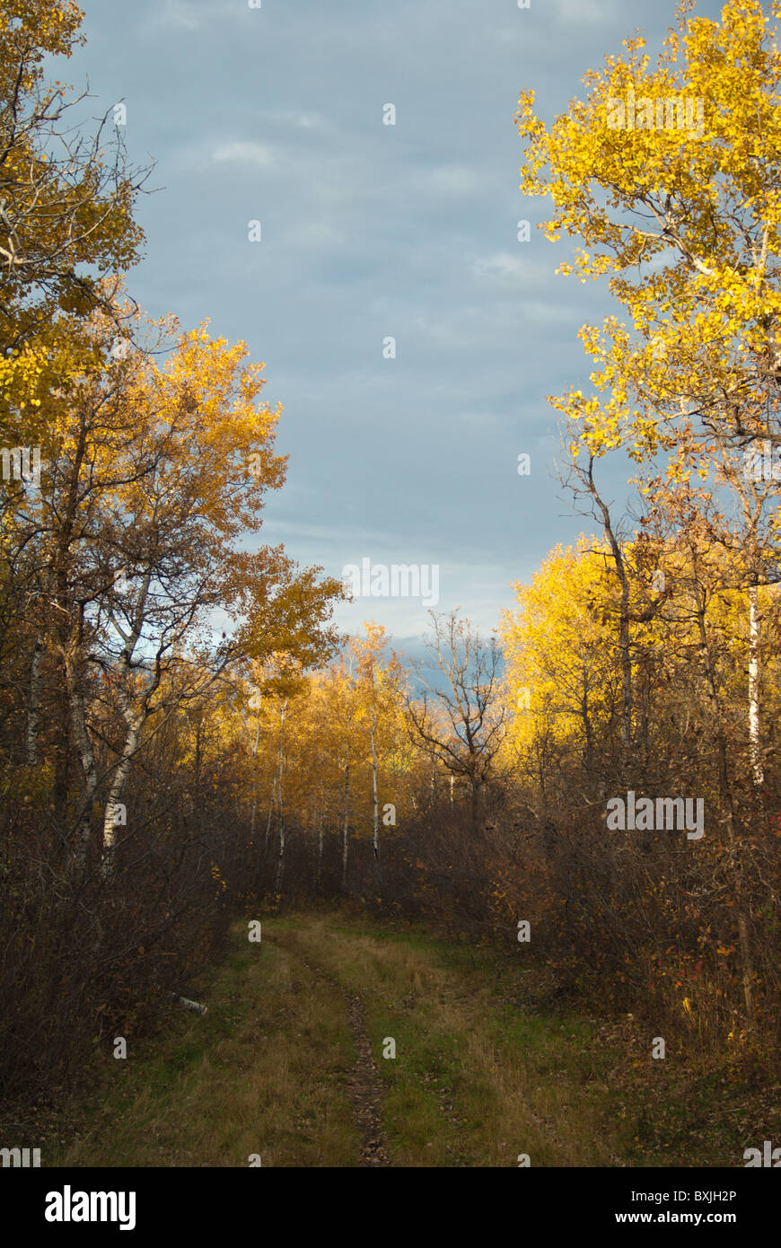 Birds Hill Manitoba Canada Stock Photo Alamy
