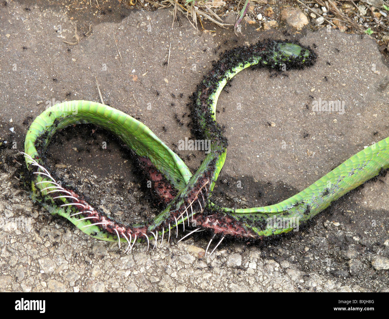 Grass snake playing dead hi-res stock photography and images - Alamy