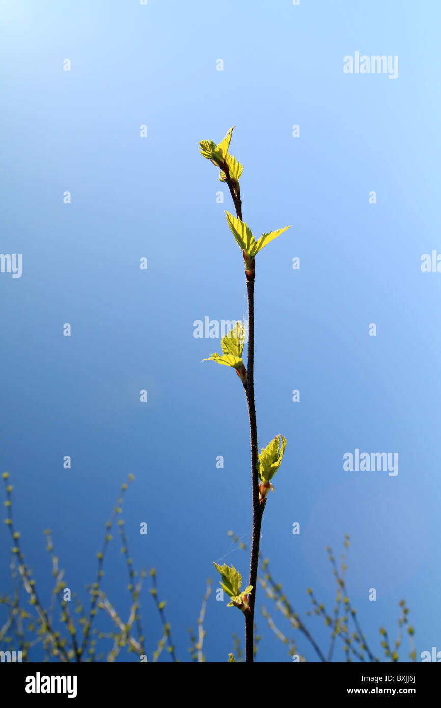 Branch bud green leaf hi-res stock photography and images - Alamy