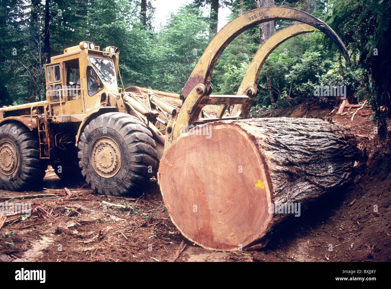 Caterpillar Loader 988 sorting Redwood logs, Stock Photo