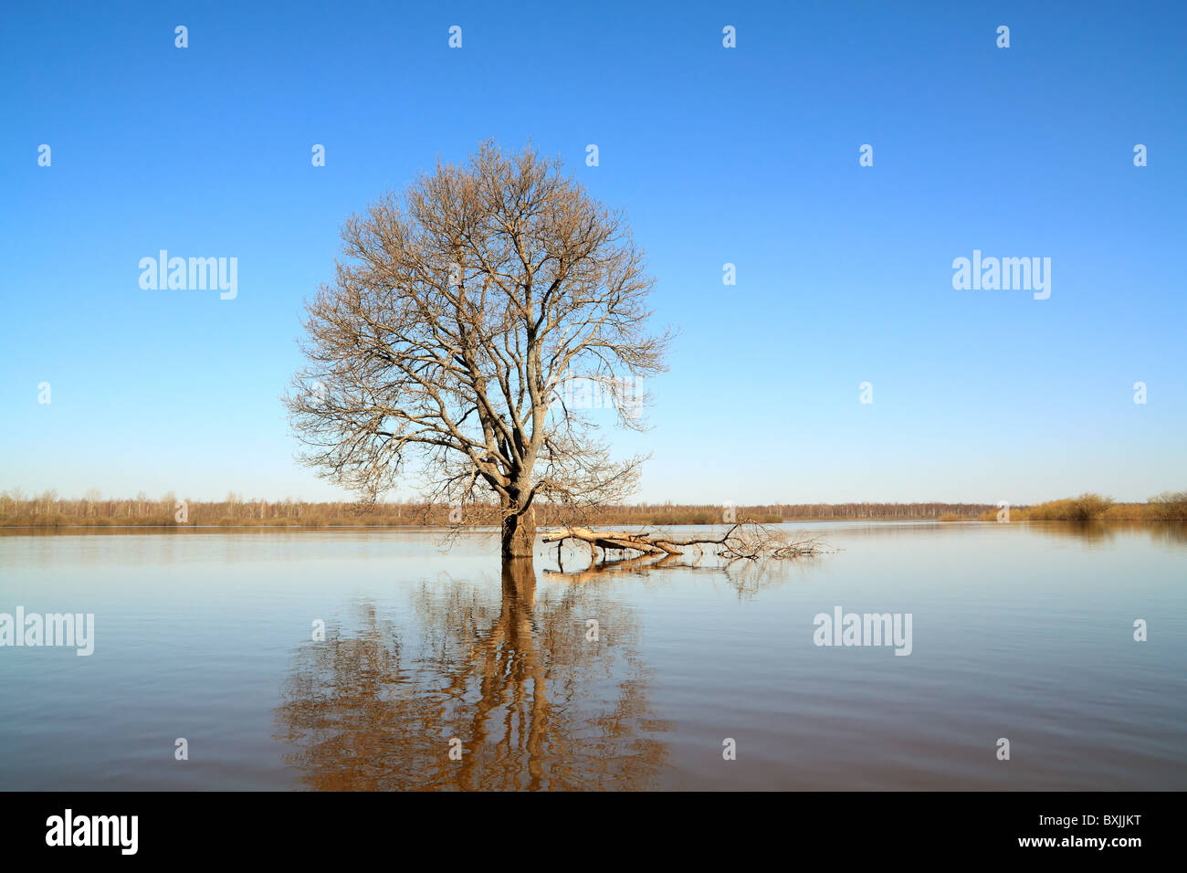 tree in water Stock Photo Alamy