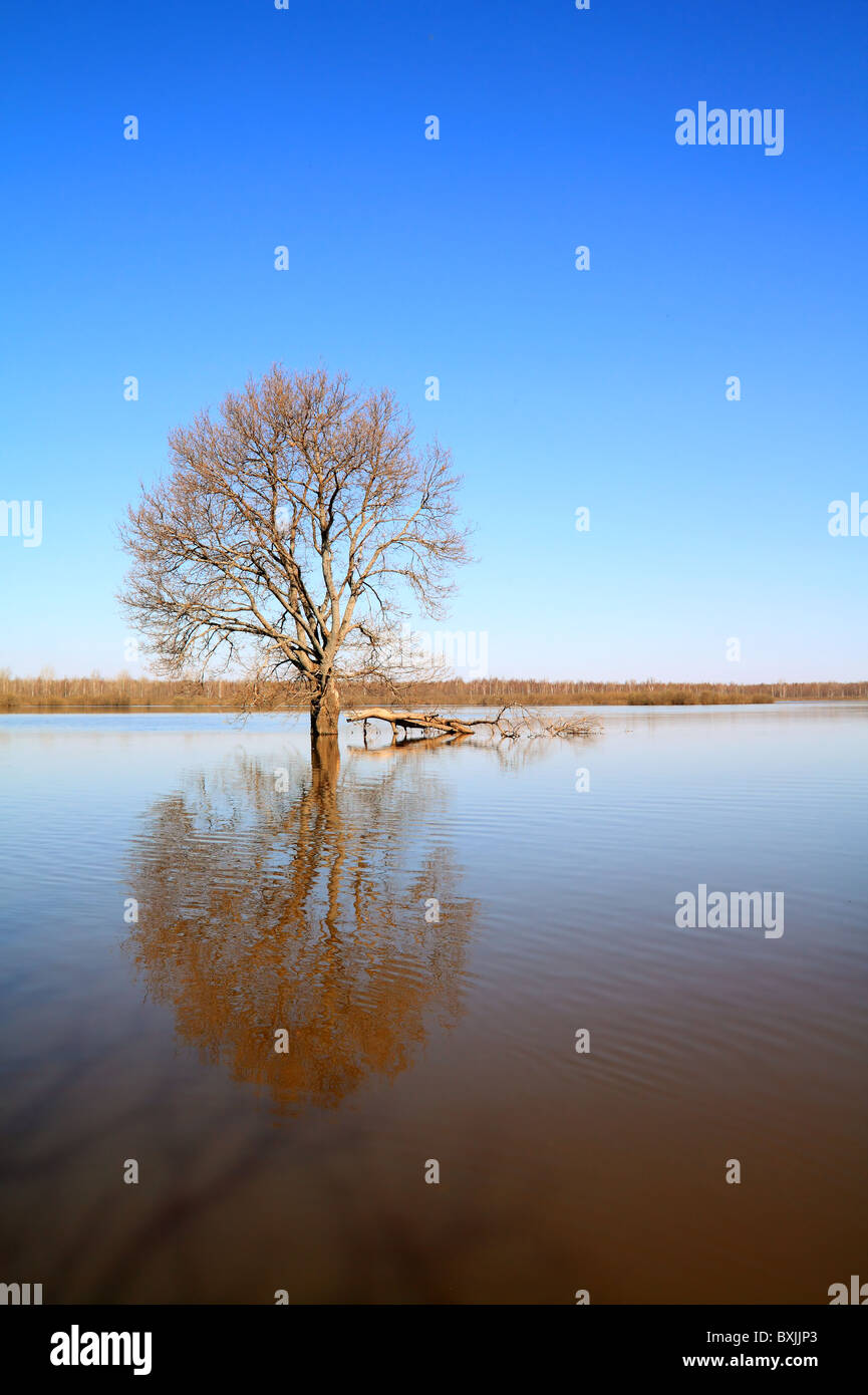 tree in water Stock Photo Alamy