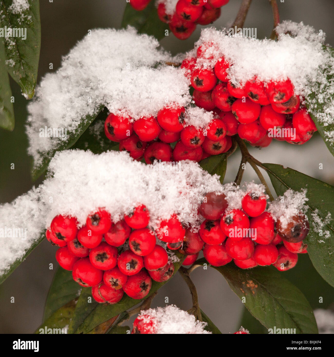 SNOW AT CHRISTMAS with red berries Stock Photo - Alamy