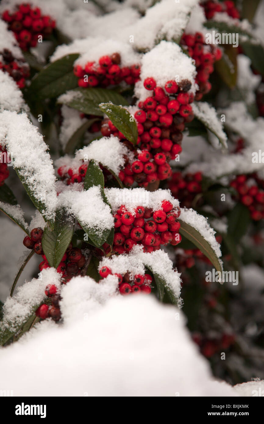 SNOW AT CHRISTMAS with red berries GREETINGS Stock Photo - Alamy