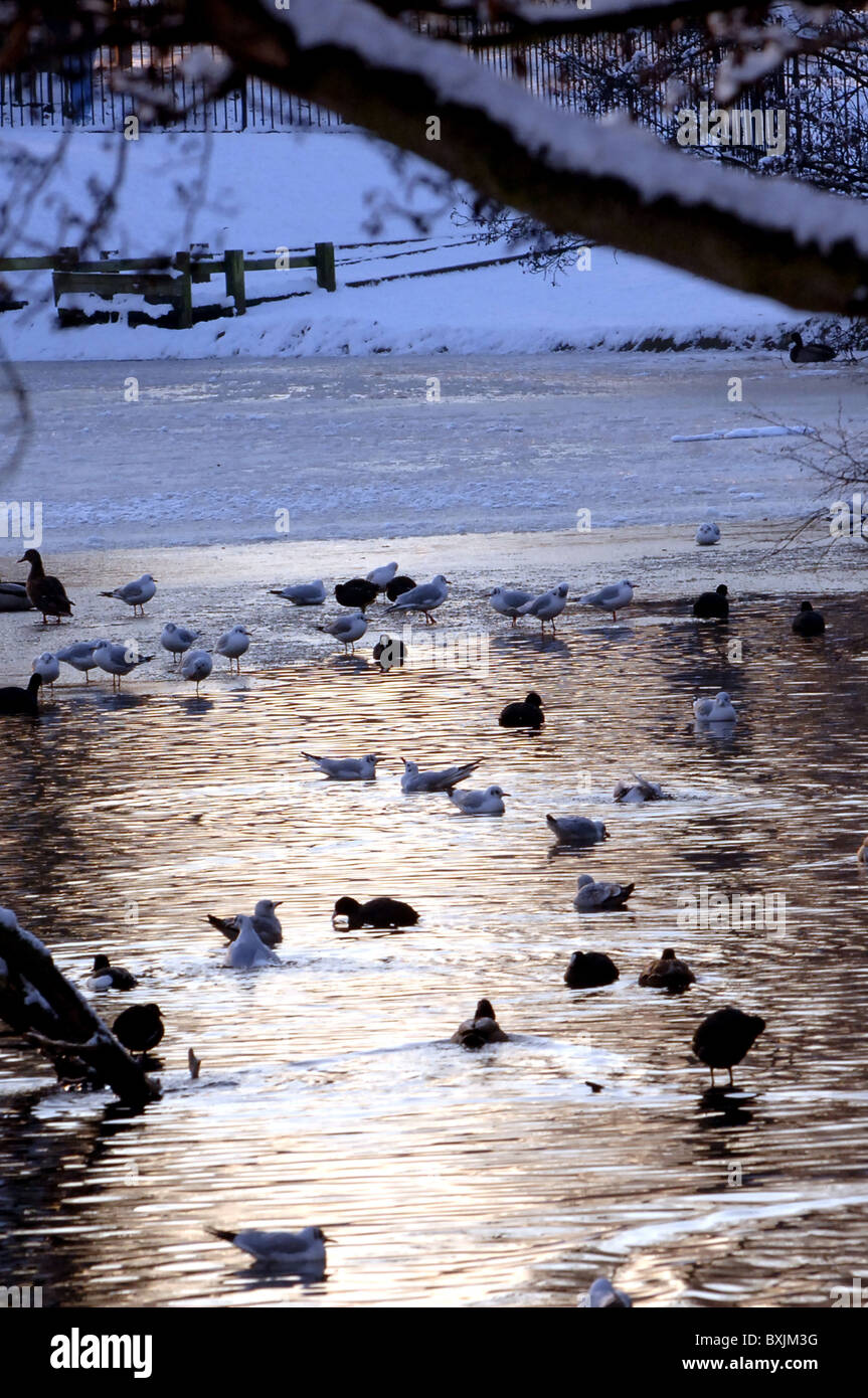 A frozen lake with birds on a winters day at sunset Stock Photo