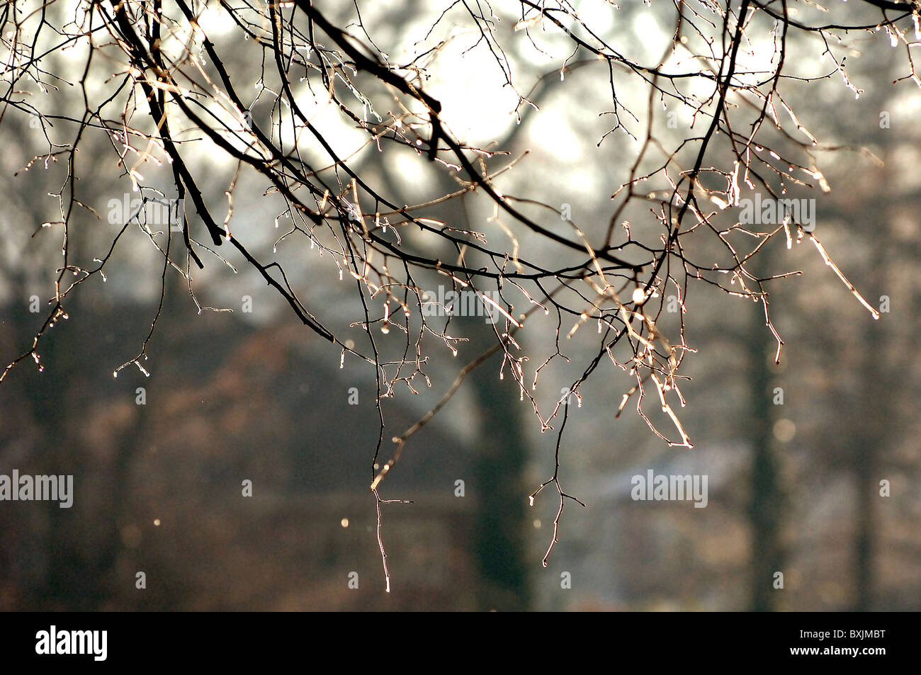 A tree branch covered with frozen ice droplets Stock Photo - Alamy