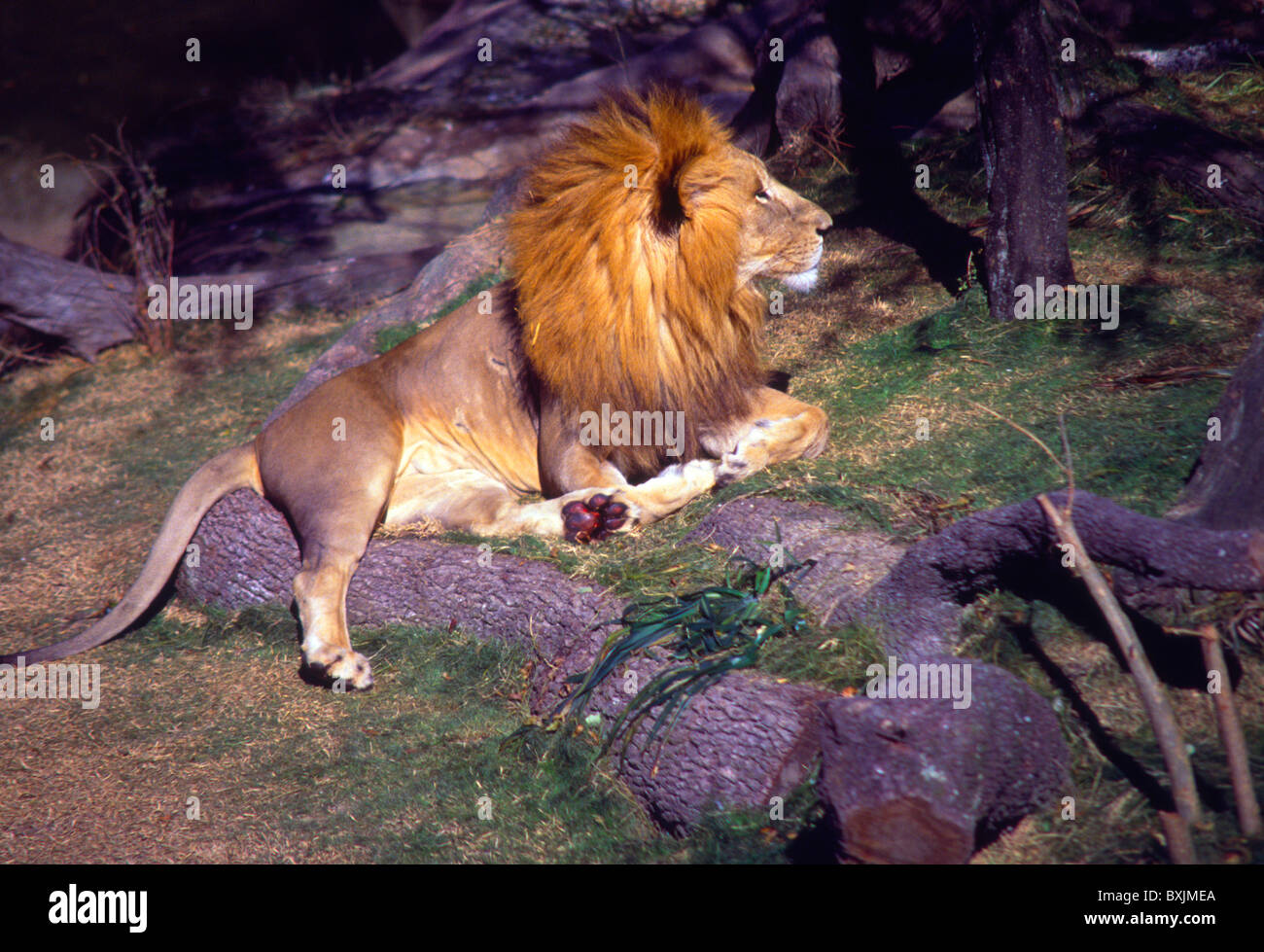 Male lion New Orelans Audobon zoo USA Stock Photo - Alamy