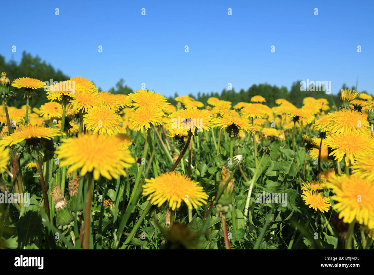 Russian field dandelions on hi-res stock photography and images - Alamy