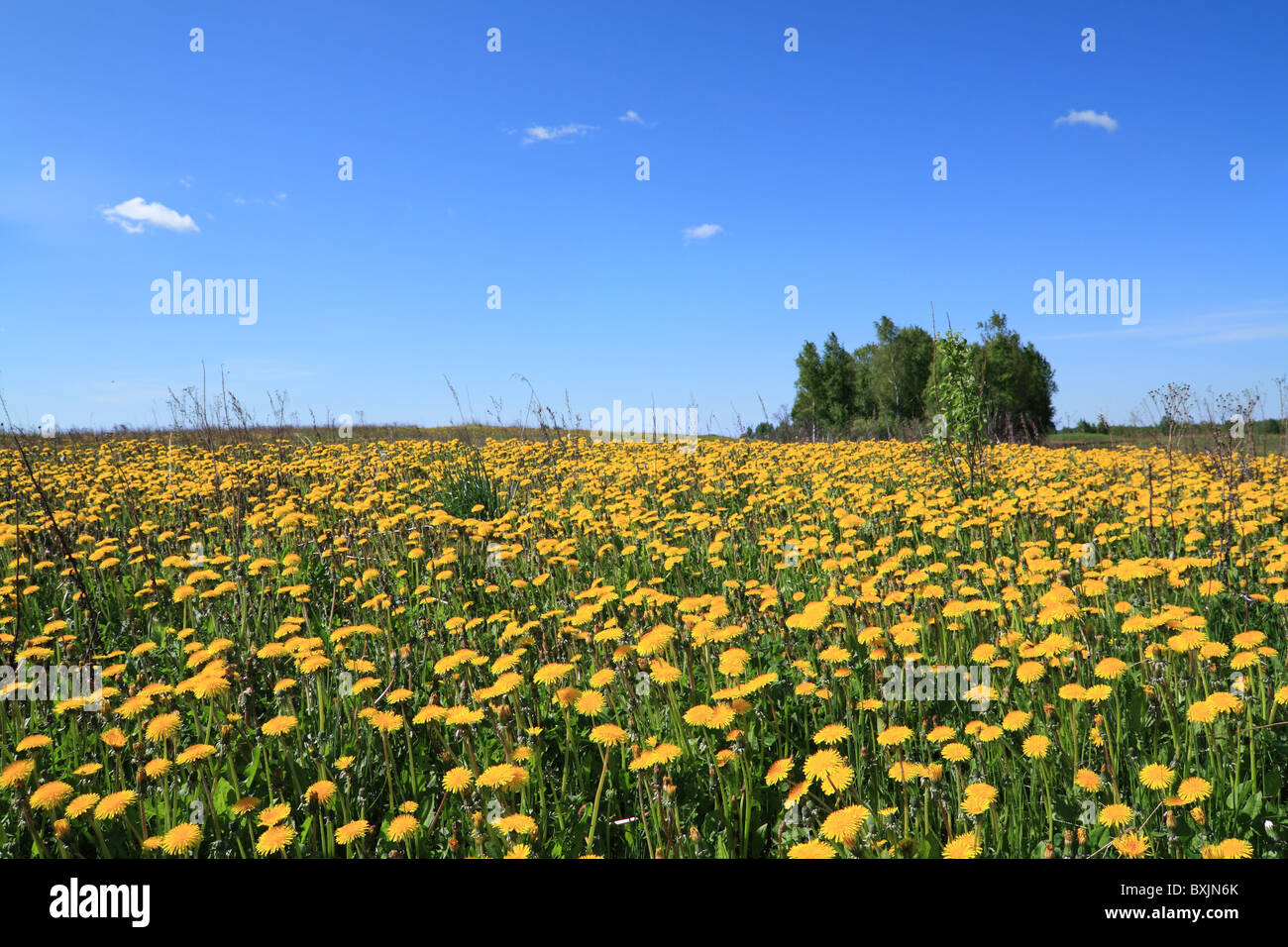 Russian field dandelions on hi-res stock photography and images - Alamy