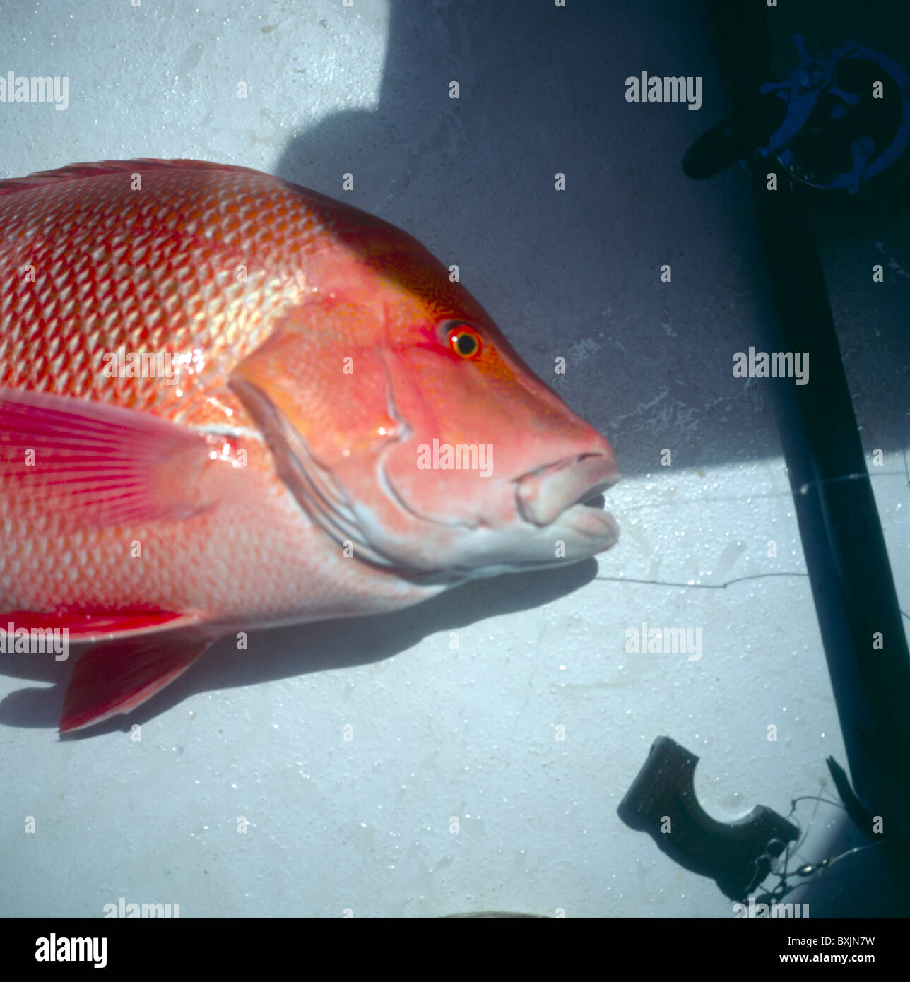 Bourgeois Lutjanus Sebae red snapper fish Seychelles Stock Photo
