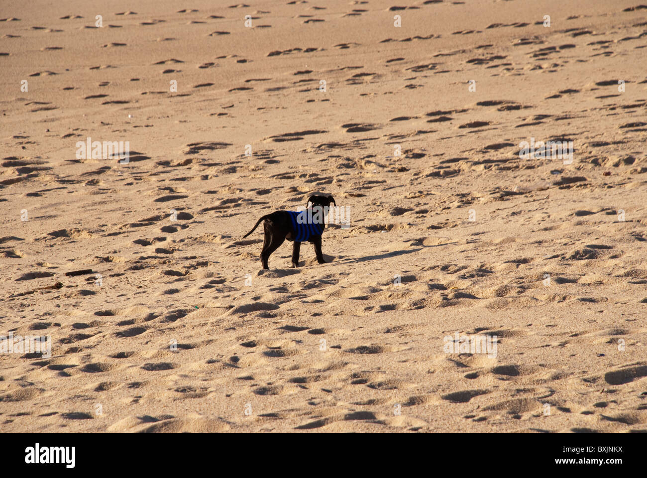 A dog on the beach with his cute little sweater. Vila do Conde, Portugal. Stock Photo