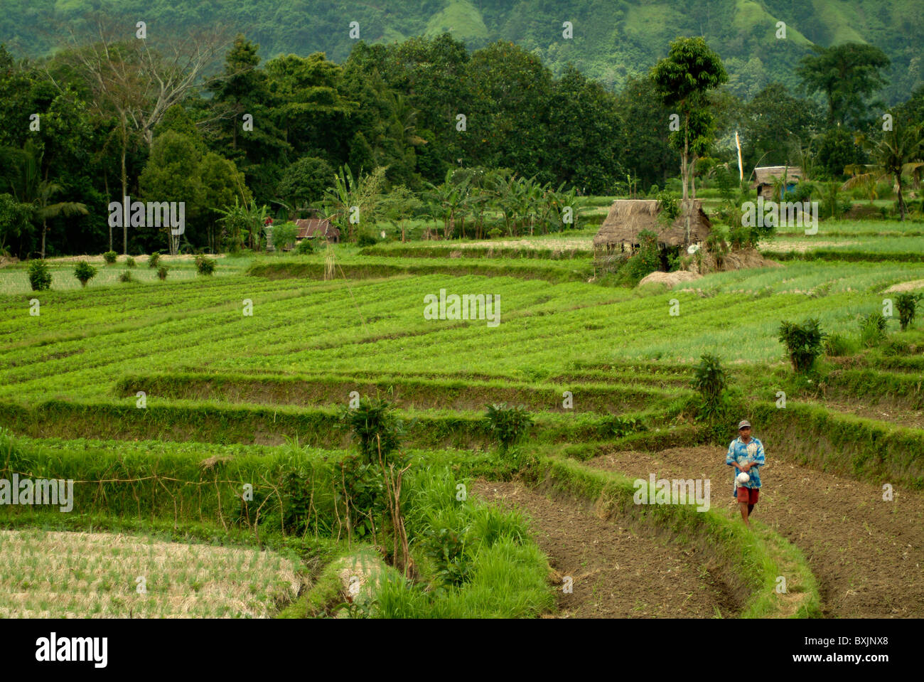 Farmer walks in rice field hi-res stock photography and images - Alamy
