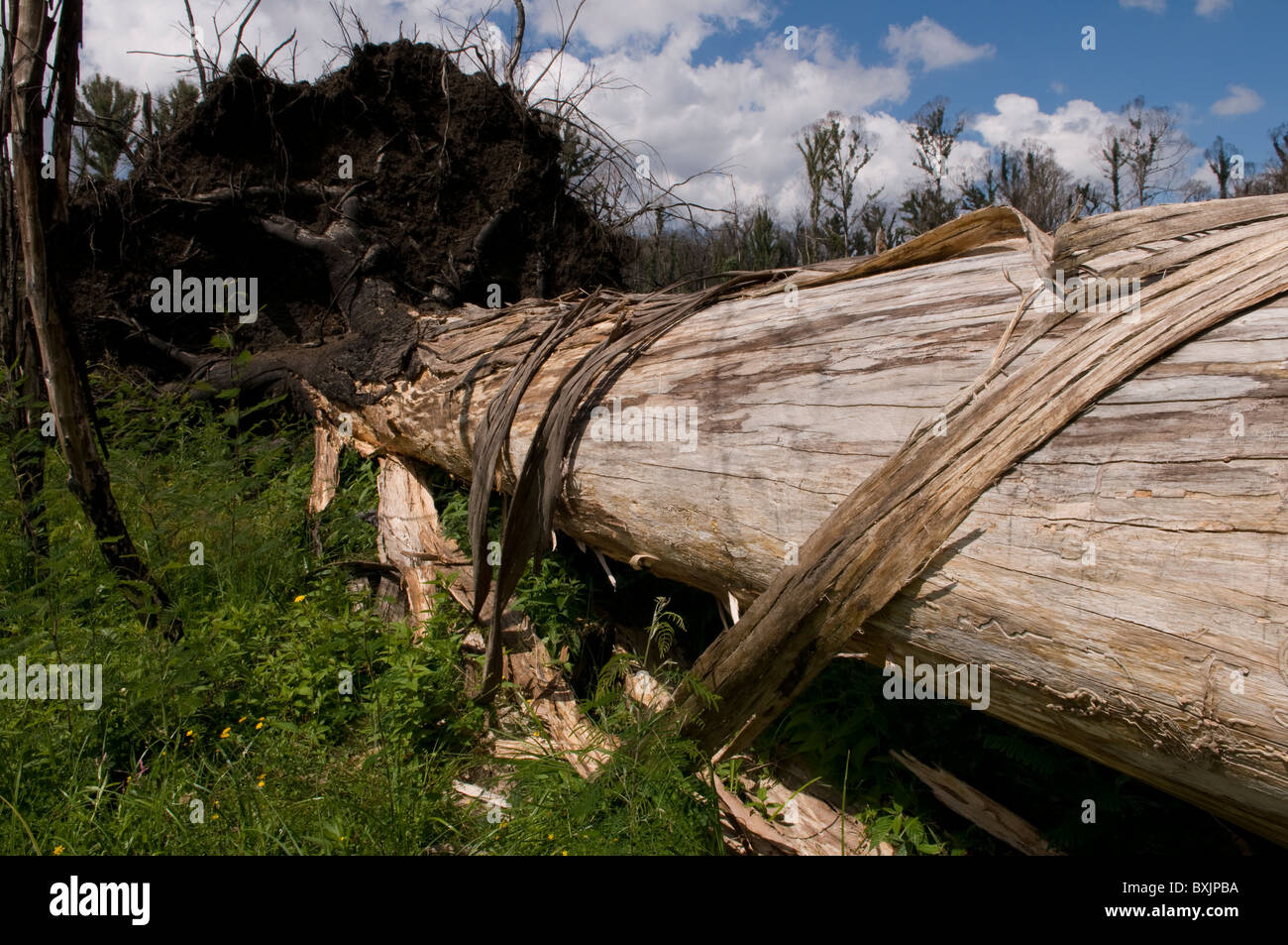 Fallen fire damaged tree Stock Photo Alamy