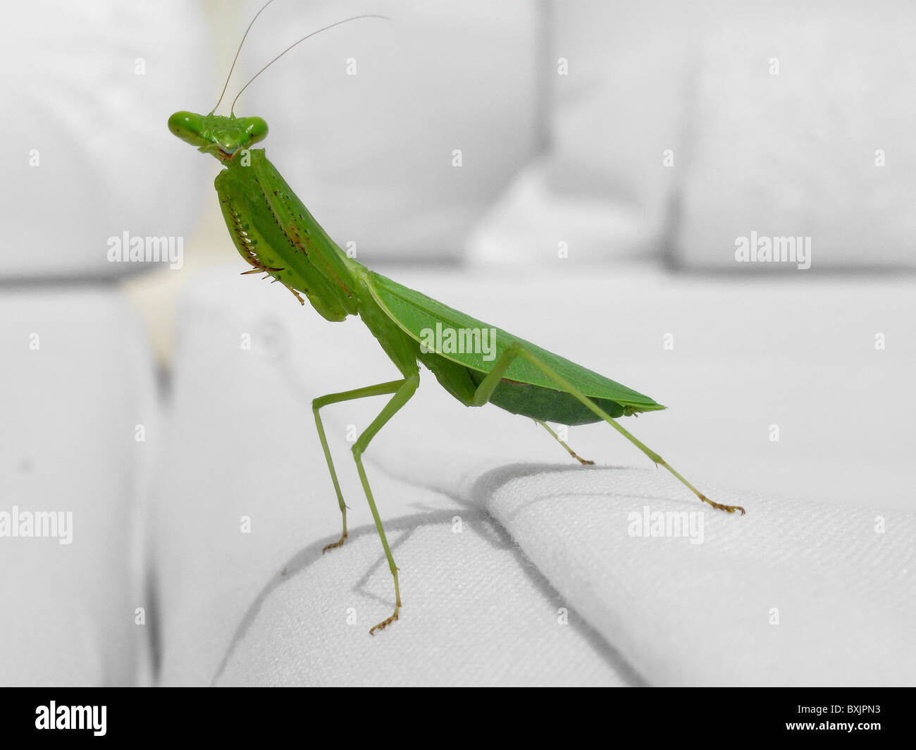 Close up of Praying Mantis Stock Photo