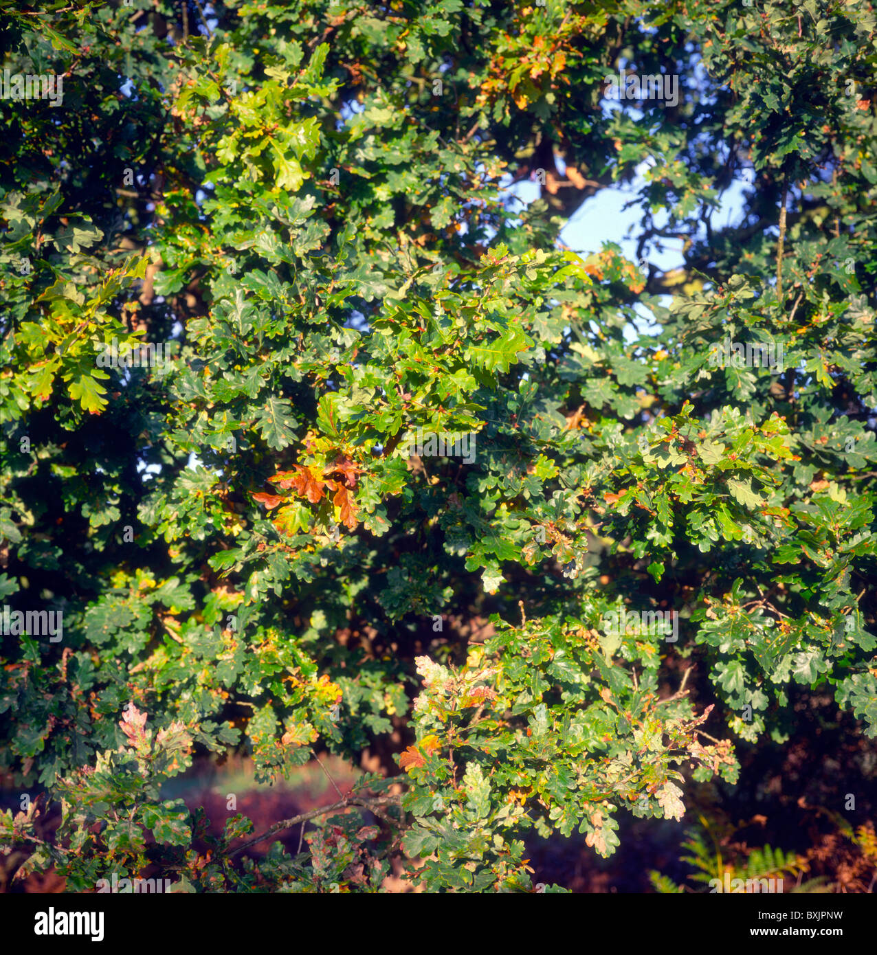 Leaves on copper oak tree autumn Stock Photo Alamy