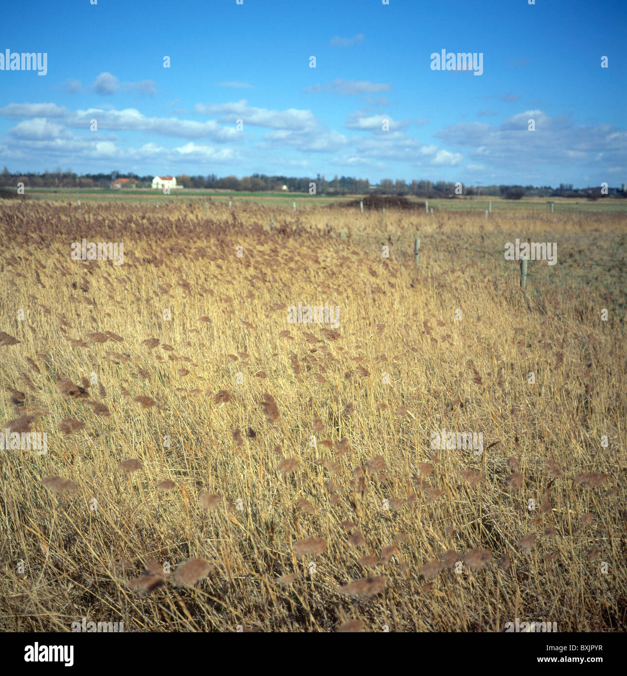 European Reed Beds Habitat reedbeds hi-res stock photography and images - Alamy