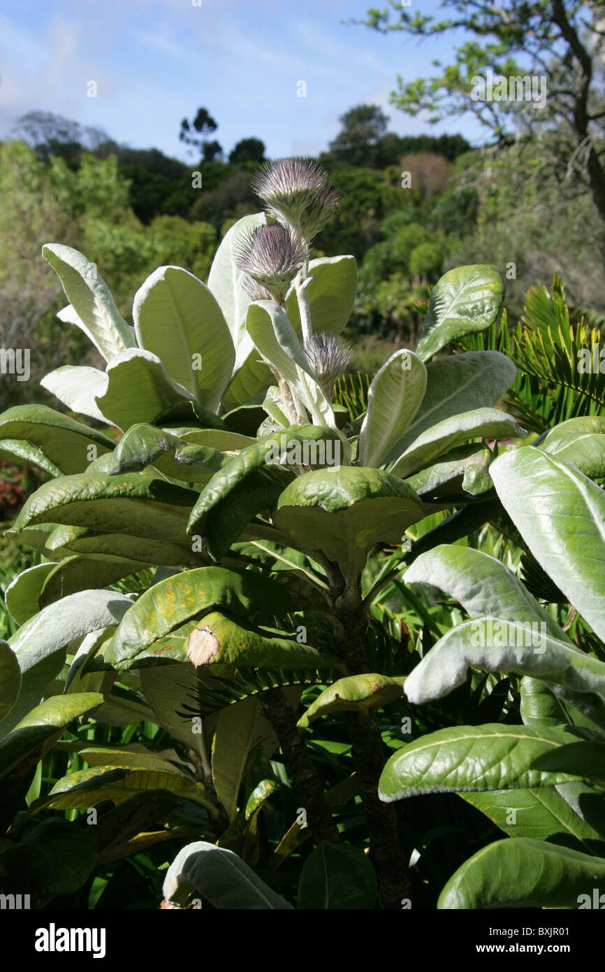 Suurberg Cushion Bush, Oldenburgia grandis, Asteraceae. Kirstenbosch Botanical Gardens, Cape Town, Western Cape, South Africa. Stock Photo