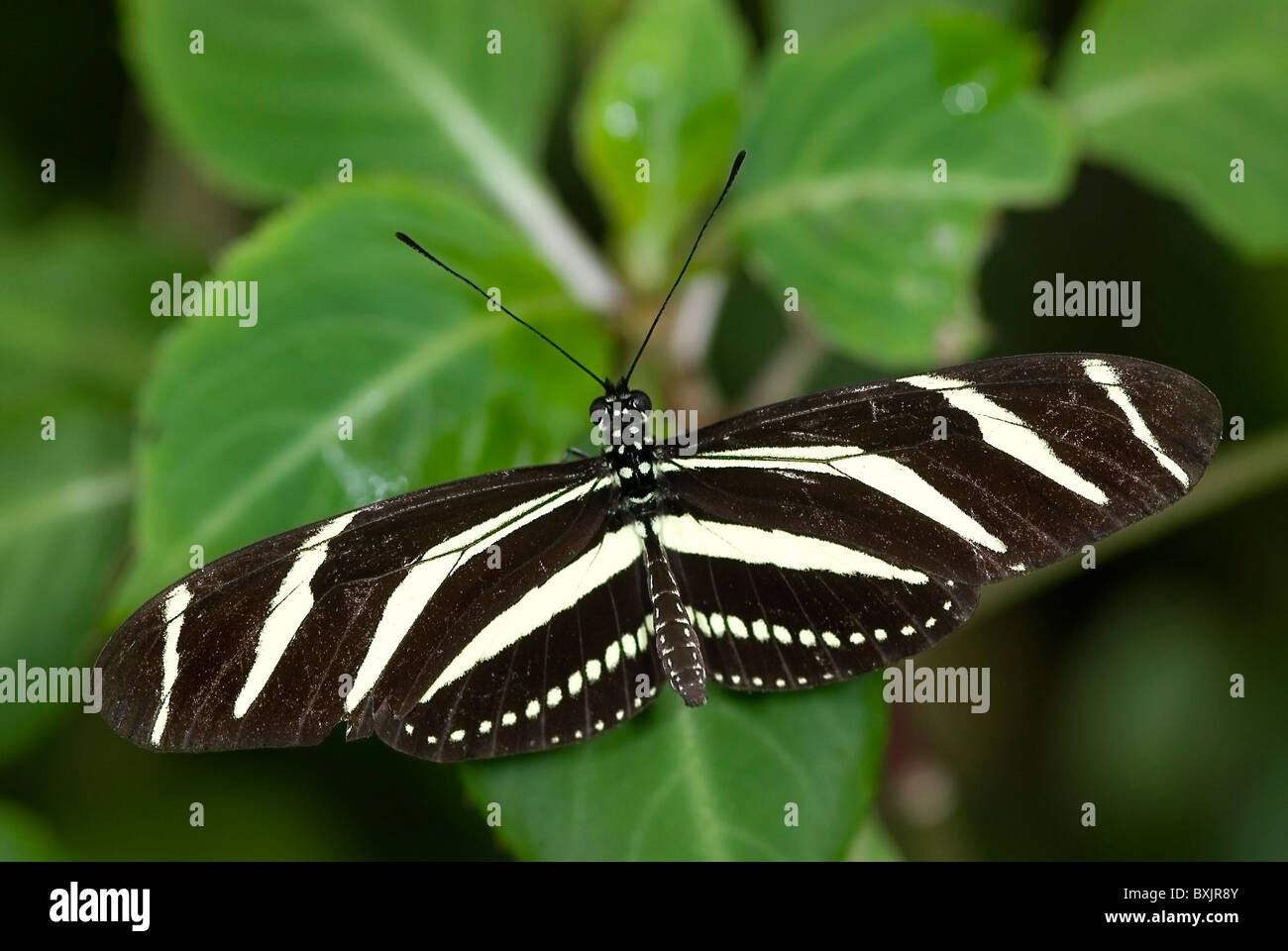 Zebra butterfly 