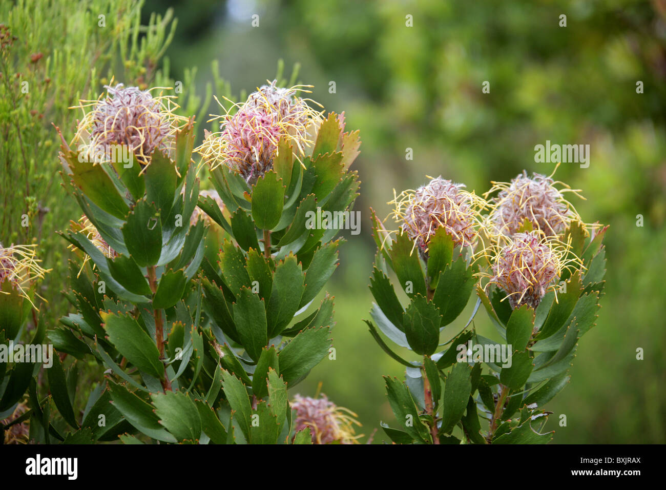 Outeniqua Pincushion Protea, Leucospermum glabrum, Proteaceae. Western Cape, South Africa. Mountain Fynbos. Stock Photo