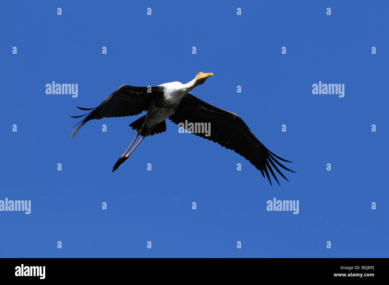 A large painted stork soaring high in the sky Stock Photo