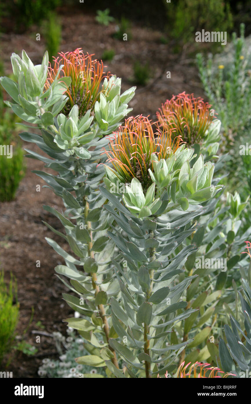 Silver-Leaved Wheel-Pincushion Protea, Leucospermum formosum, Proteaceae. Vunerable Mountain Fynbos, Western Cape, South Africa. Stock Photo