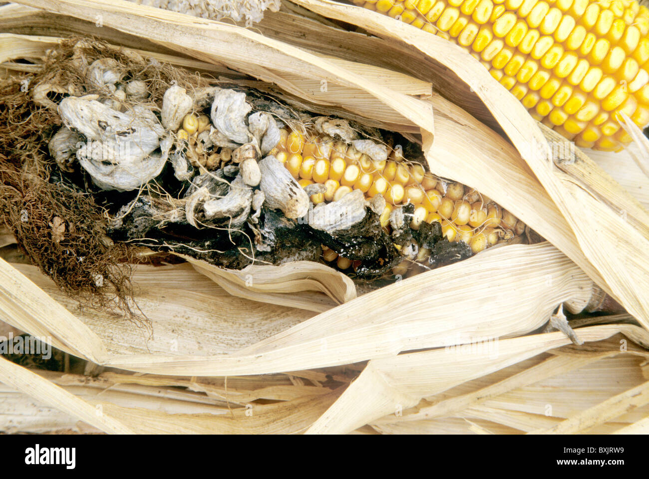 Dry ear of corn, smut galls, virus, Stock Photo