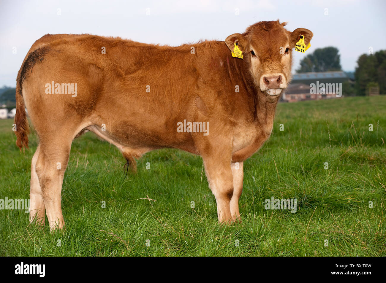 Limousin cow calf on grass hi-res stock photography and images - Alamy