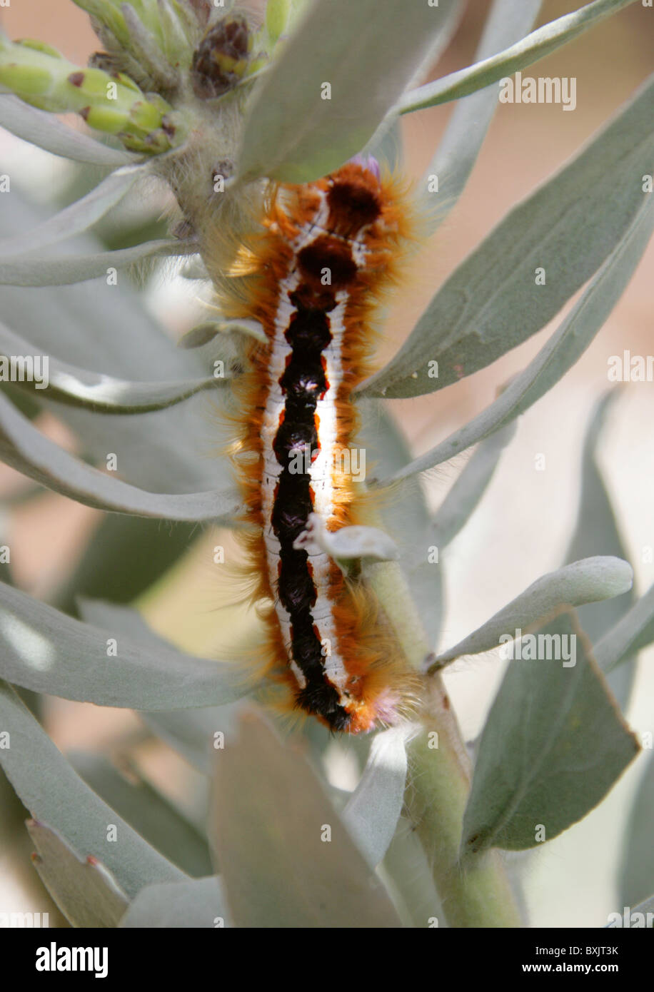 Cape Lappet Moth Caterpillar, Eutricha capensis, Lasiocampidae, Feeding on Silver-Leaved Wheel-Pincushion Protea. Stock Photo