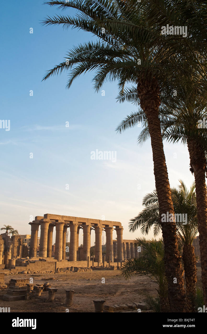 Date palm luxor egypt hi-res stock photography and images - Alamy