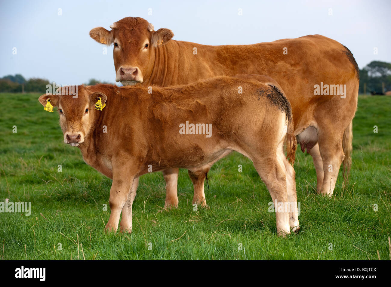 Limousin cow and calf on grass pastures. Cumbria Stock Photo - Alamy