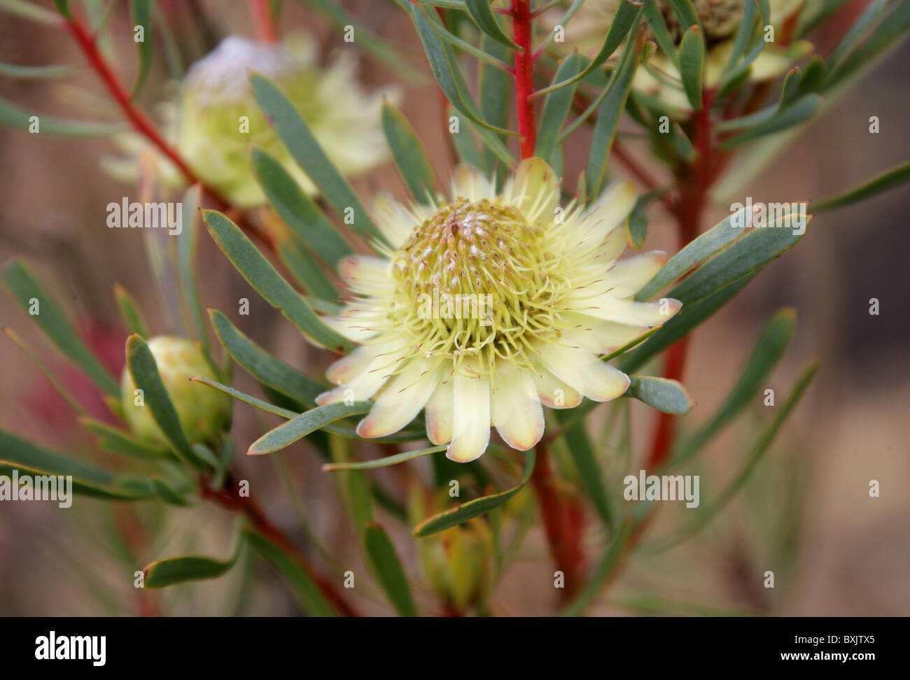 Thistle Protea, Protea scolymocephala, Proteaceae. Western Cape, South Africa. Aka Thistle Sugarbush, Small Green Protea, Scoly. Stock Photo