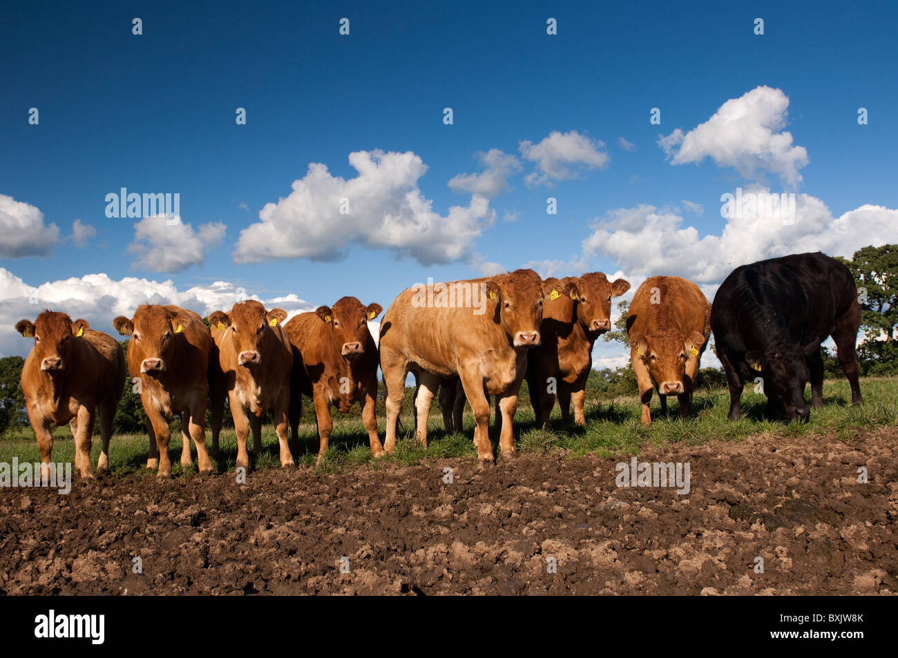 Limousin cattle standing on poached land damaged by wet weather and ...