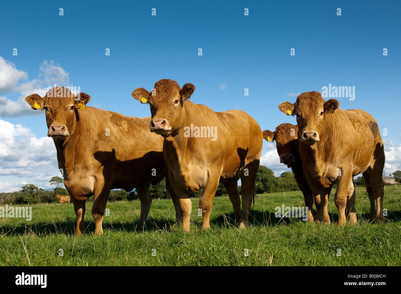 Limousin cattle on the pasture hi-res stock photography and images - Alamy