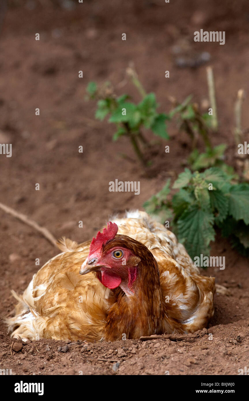 Free Range hens having a dust bath. Stock Photo