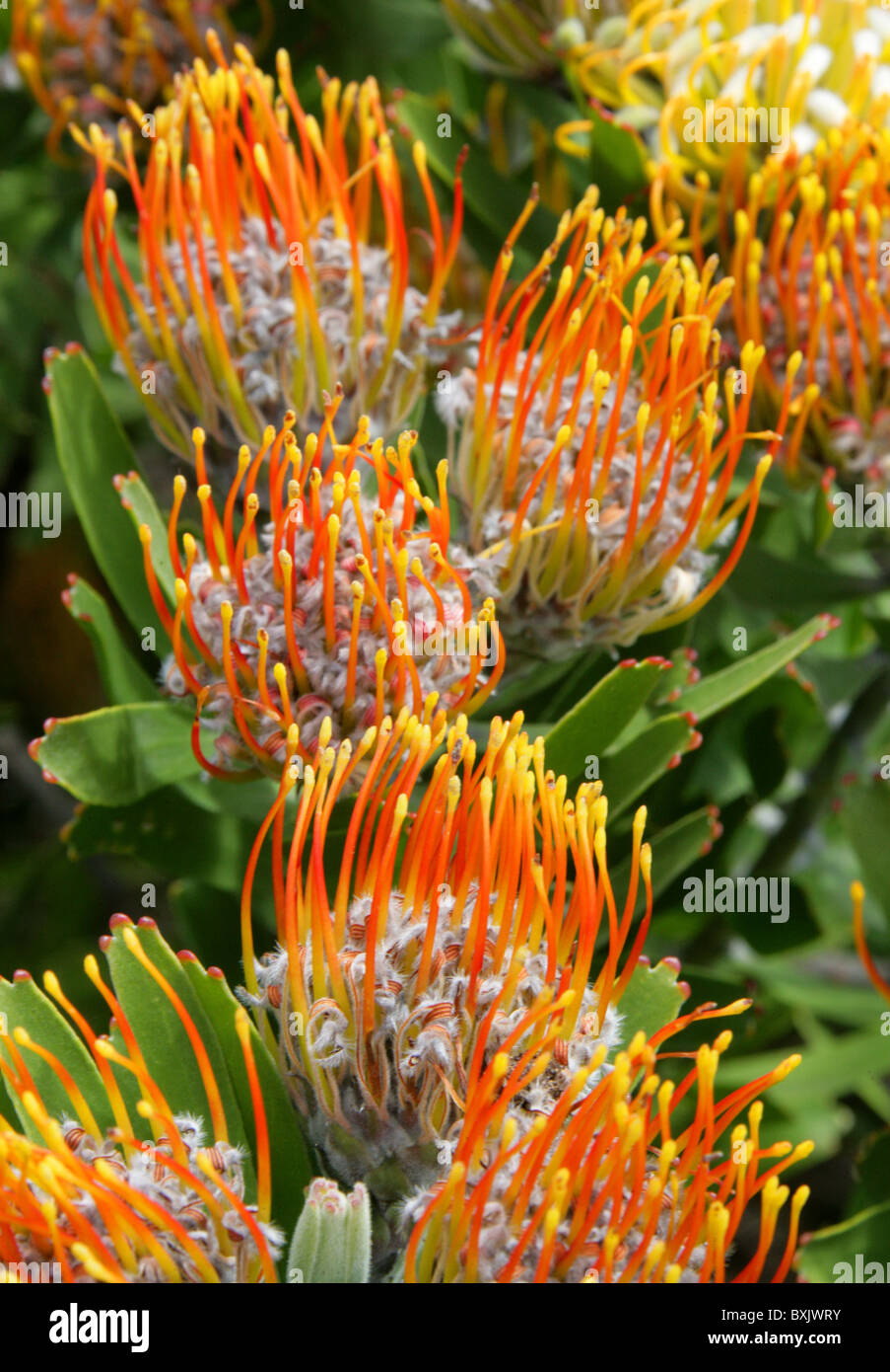 Oudtshoorn Pincushion Protea, Leucospermum erubescens, Proteaceae. Kirstenbosch Botanical Gardens, Cape Town, South Africa. Stock Photo