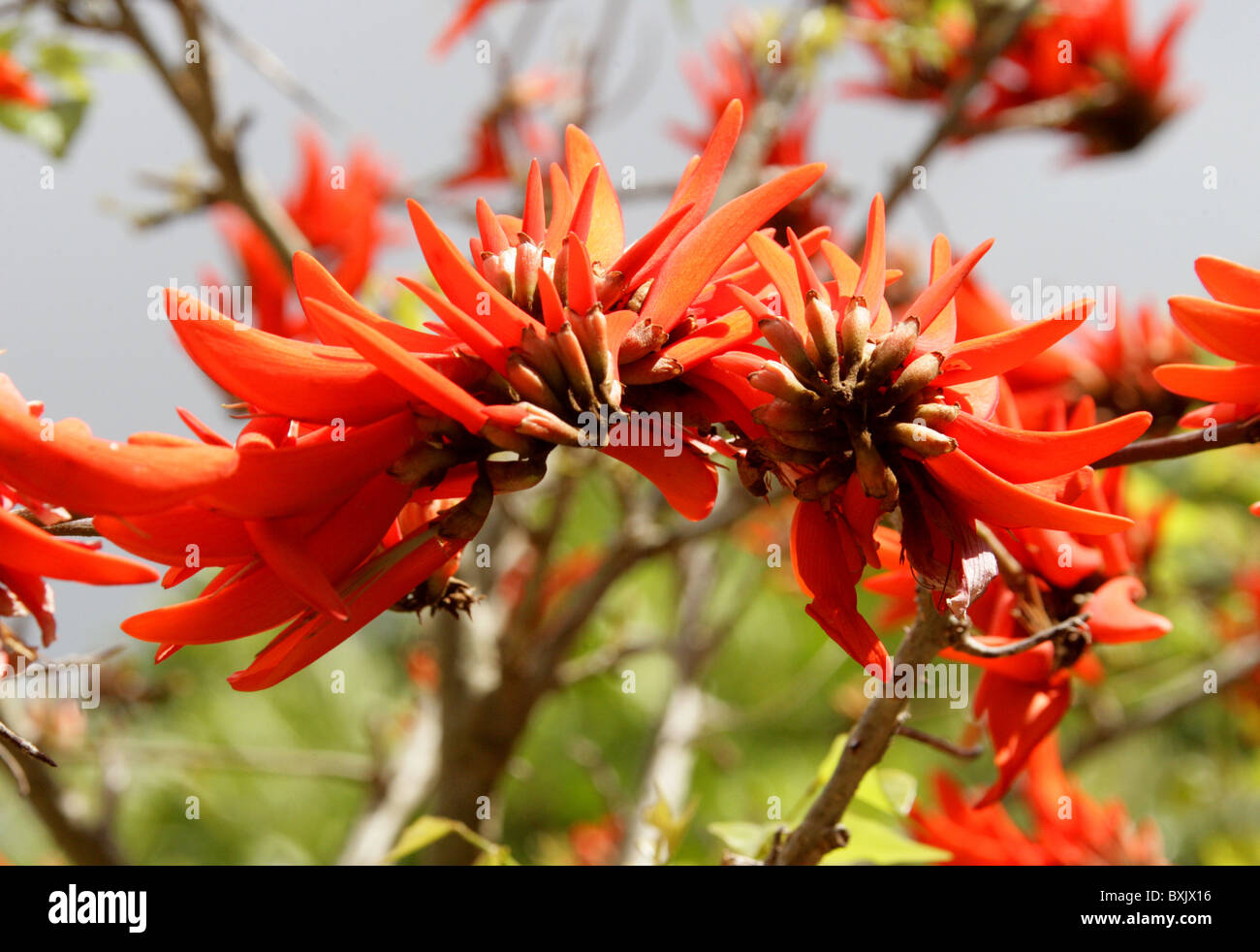 Common Coral Tree Flowers, Erythrina lysistemon, Fabaceae, South Africa. Stock Photo