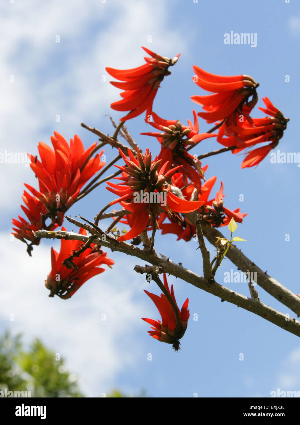 Common Coral Tree Flowers, Erythrina lysistemon, Fabaceae, South Africa. Stock Photo