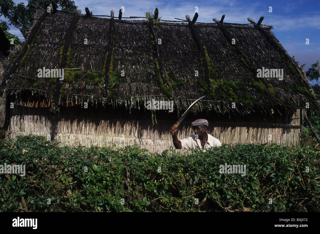 Bubi man with machete cutting a hedge.MOCA South Bioko Island  EQUATORIAL GUINEA Stock Photo
