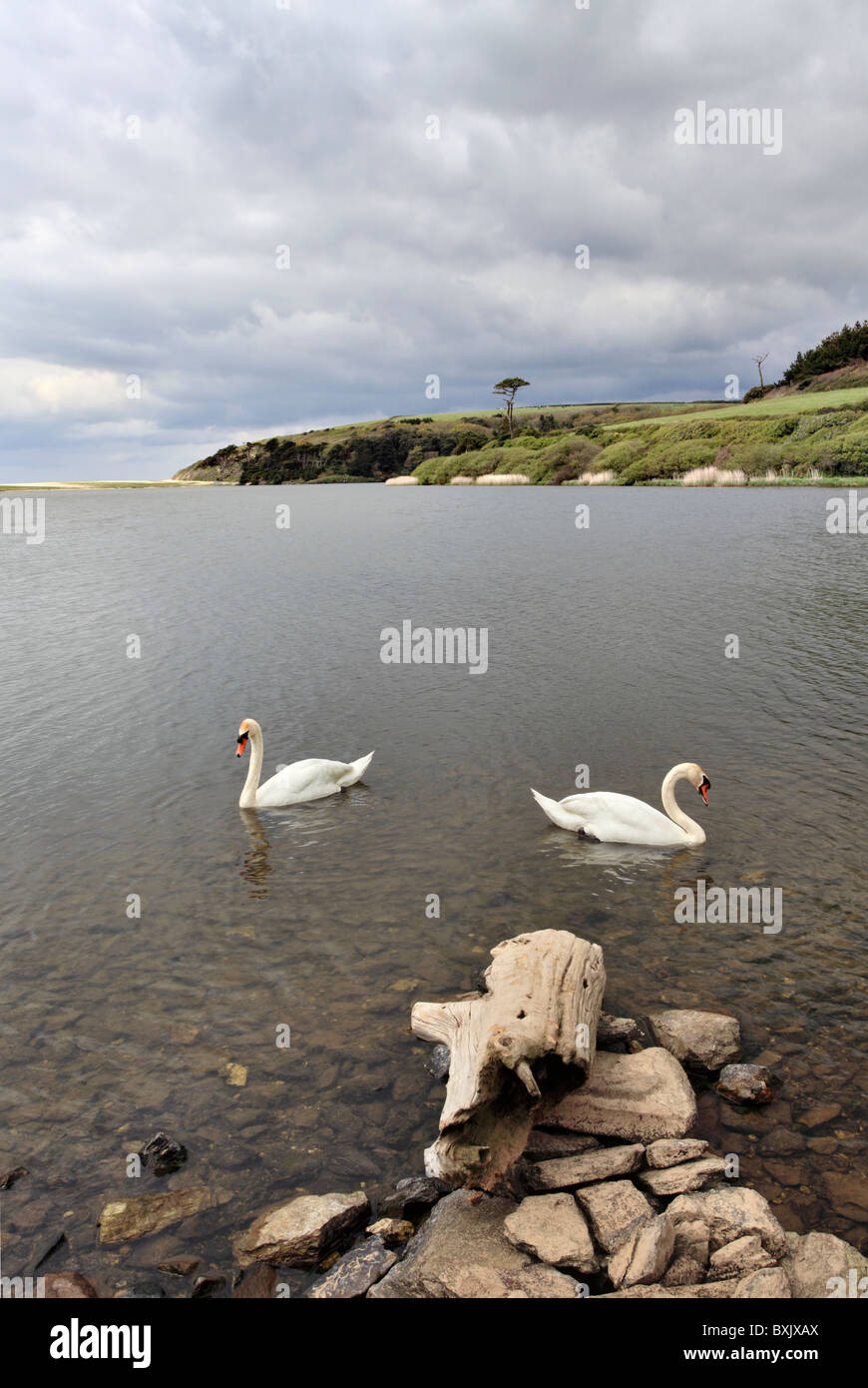 Swans on Loe Pool in Cornwall Stock Photo