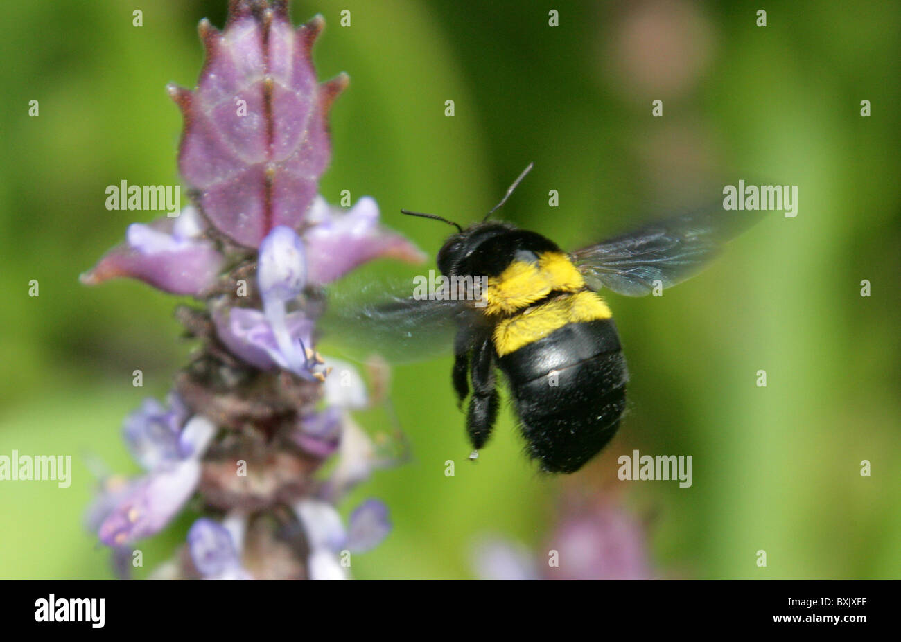 Female Carpenter Bee, Xylocopa caffra, [ Xylocopa caffra mossambica ], Xylocopinae, Apidae. Cape Town, South Africa. Stock Photo