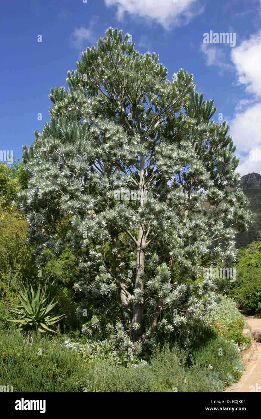 Silver Tree (Male), Leucadendron argenteum, Proteaceae. Protea family. Aka Silwerboom and Wittebom in Africaans. Stock Photo