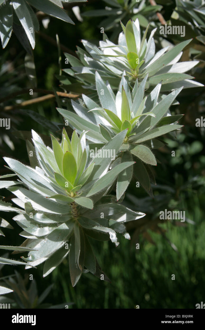 Silver Tree (Male), Leucadendron argenteum, Proteaceae. Protea family. Aka Silwerboom and Wittebom in Africaans. Stock Photo