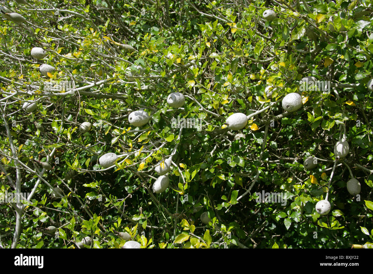 White Gardenia Fruits, Gardenia thunbergia, Rubiaceae. Kirstenbosch Botanical Gardens, Cape Town, South Africa. Stock Photo