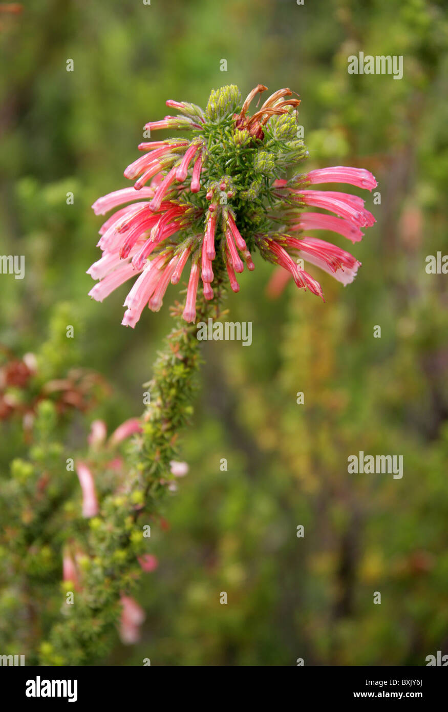 An African Heather, Erica glandulosa, Ericaceae. Western Cape, South Africa. Stock Photo