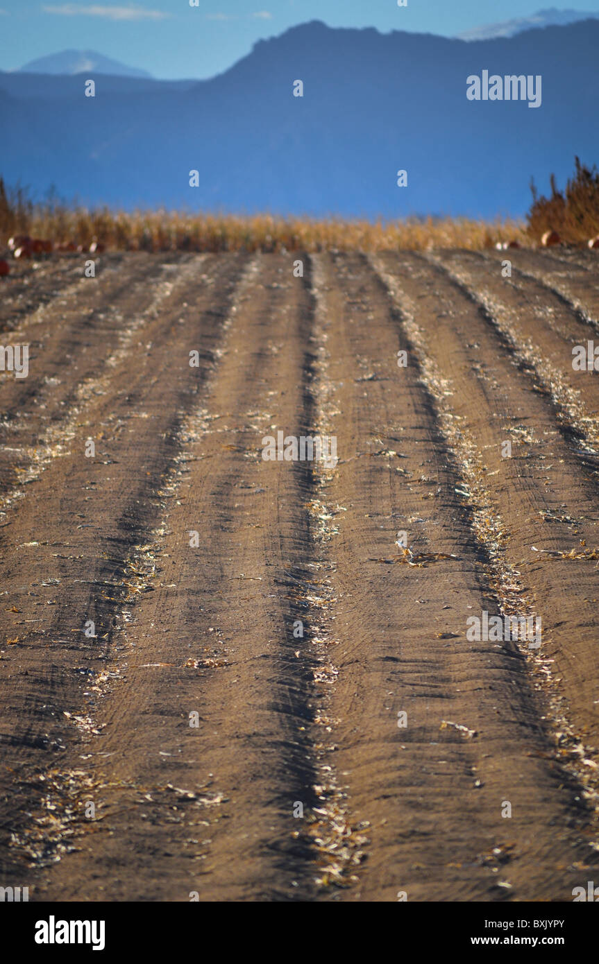 pumpkin patch furrowed land Stock Photo