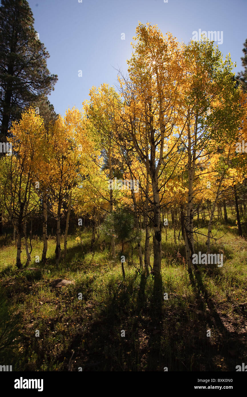 Fall colors in The Colorado mountains. Aspen trees turn gold before